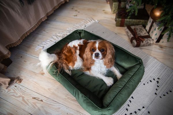 Лежак для котів та собак оливковий