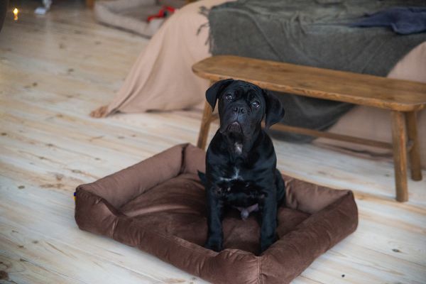 Лежак для котів та собак коричневий