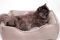 Лежак для котів та собак бежевий