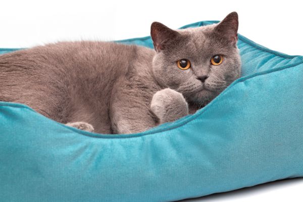 Лежак для котів та собак блакитний