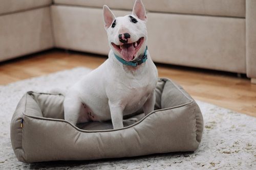 Лежак для котів та собак бежевий