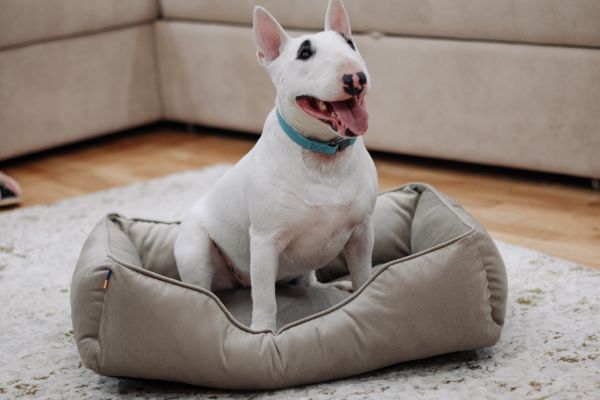 Лежак для котів та собак бежевий