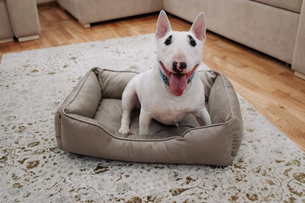 Лежак для котів та собак бежевий